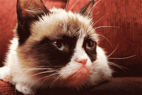 Grumpy Cat Gif Find Share On Giphy