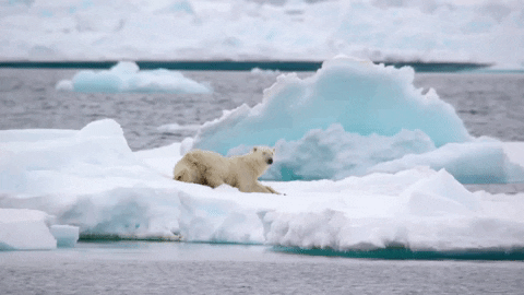 ¿Por qué está en peligro de extinción el oso polar?