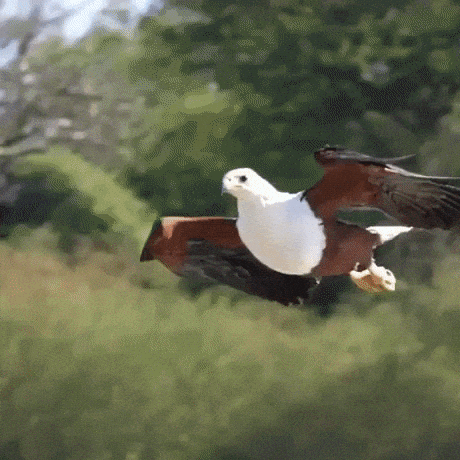African fish eagle catching prey in wow gifs