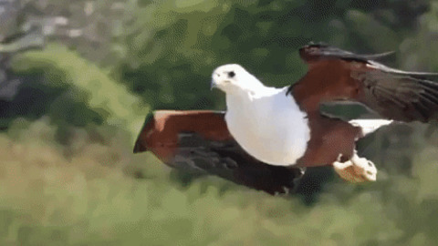 African fish eagle catching prey