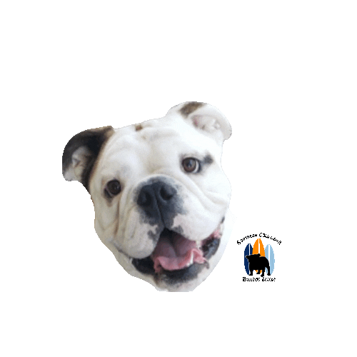 Happy English Bulldog Sticker by Southern California