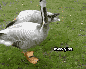 Image result for excited bird gif