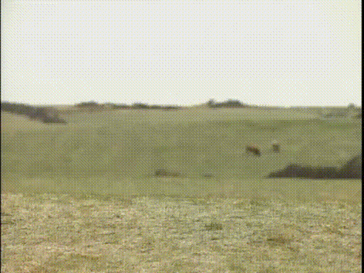 Allergies GIF