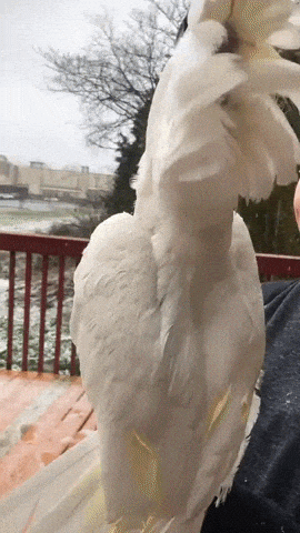 Seeing snow for the first time in animals gifs