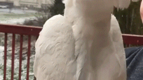 Seeing snow for the first time GIF