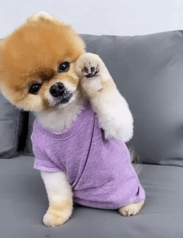 Cão Lulu da Pomerânia cai na dança em pet shop, diverte funcionárias e vira  atração na web