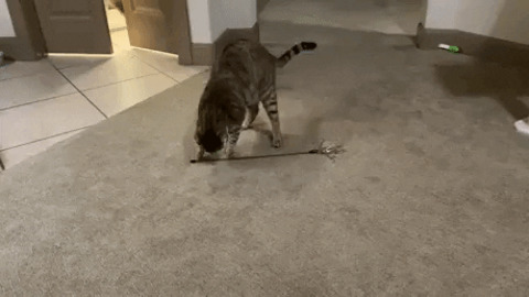 Keeping cat busy gif