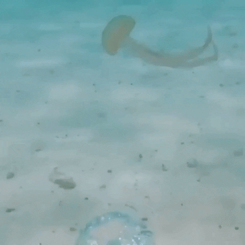 Jellyfish Vs Air ring in wow gifs