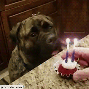Birthday boi in dog gifs