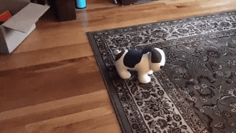 Catto playing with toy in cat gifs