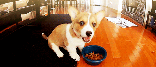 Corgi Puppies GIFs - Find & Share on GIPHY