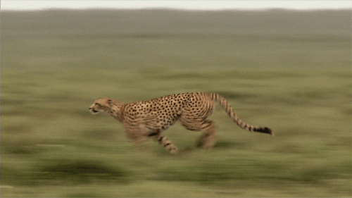 Gif of a Cheetah running at full speed. 