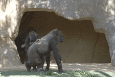 Gif-reaction: quand nos perso dépotent!  Giphy