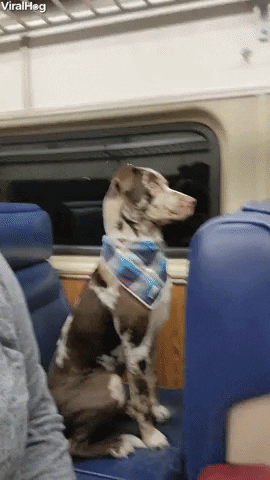 giphy.gif