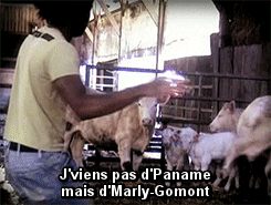 Les parasites dans le rein