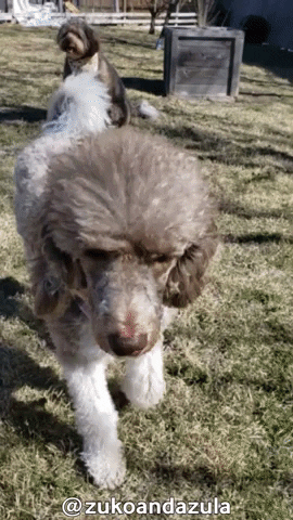 giphy.gif