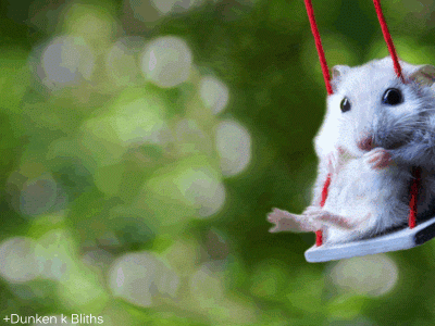 siberian mouse naked gifs