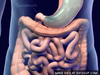 Digestive System Gif