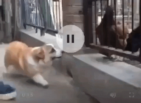 giphy.gif