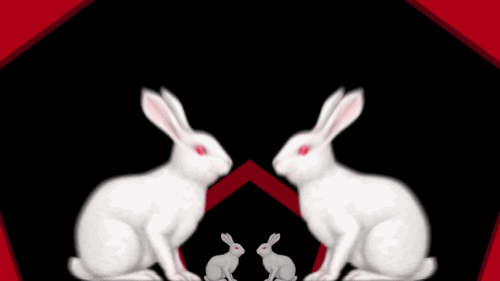 Bunny Rabbits GIFs - Find & Share on GIPHY