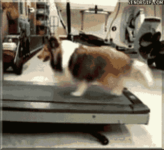 Cheezburger animals dog workout treadmill