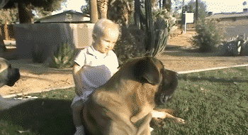 baby playing mastiff