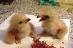 Che faccia ti faccio? - Pagina 19 Giphy
