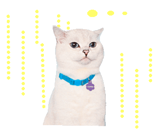 cat swipes