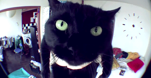jelly cat rap cat