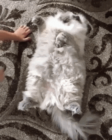Fluffy buddy in cat gifs