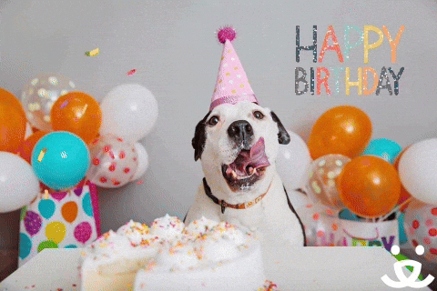 Celebrate Happy Birthday GIF By Best Friends Animal Society Find 