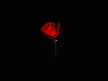  tvd the vampire diaries death rose flower GIF