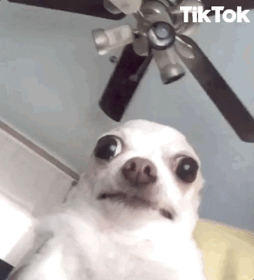 GIF by TikTok - Find & Share on GIPHY