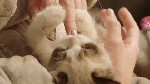 Benjamin Button Cat Gif By Taylor Swift Find Share On Giphy