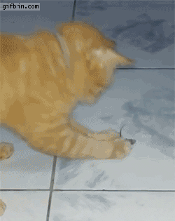 funny gif of a mouse playing dead