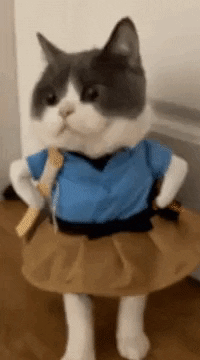 This catto costume in cat gifs