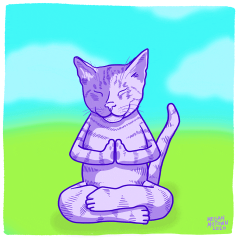 Gato zen