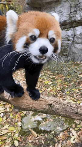 Red Panda Nose GIF By Cincinnati Zoo