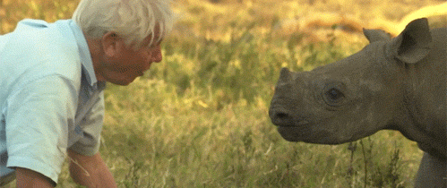 animals documentary david attenborough bbc africa