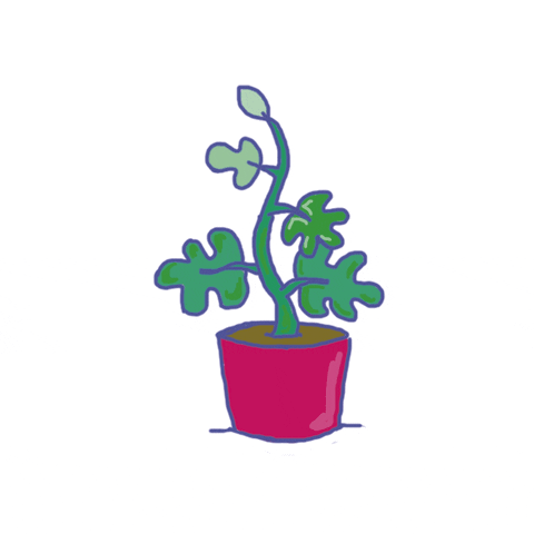 fun gif of a plant