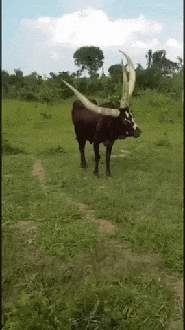 Three horn bull in wow gifs