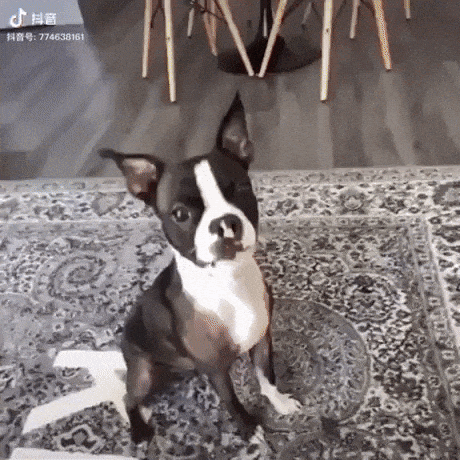 Playing with dog in dog gifs