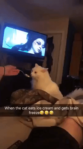 Catto gets brain freeze in cat gifs
