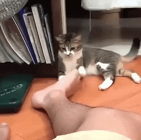 Always wash your feets in cat gifs