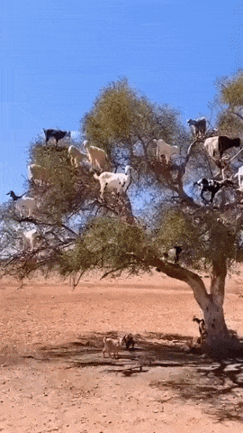 The goat tree in funny gifs