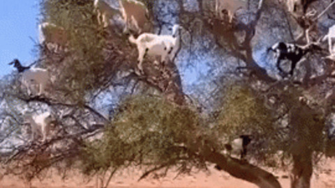 The goat tree