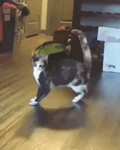 Cat got moves in cat gifs