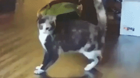 Cat got moves