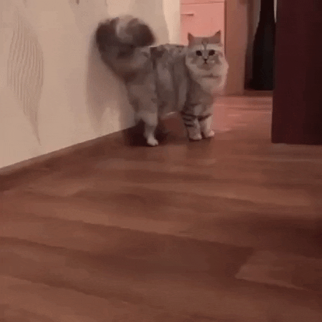 Fluffy Chonky Catto Attacked by Its Own Tail Cute Funny Cat