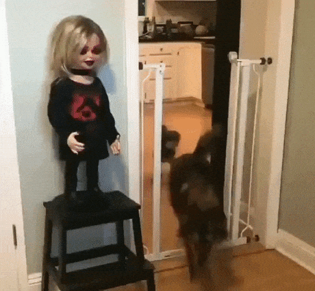 This doll is scary in funny gifs